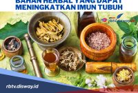 Apa Saja Obat Yang Dapat Meningkatkan Sistem Kekebalan Tubuh